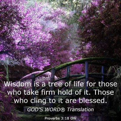 Picture 03 - Proverbs 3:18 GW - Wisdom is a tree of life for those who take firm - Bible Verse Picture