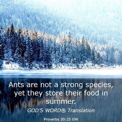 Picture 03 - Proverbs 30:25 GW - Ants are not a strong species, yet they store - Bible Verse Picture