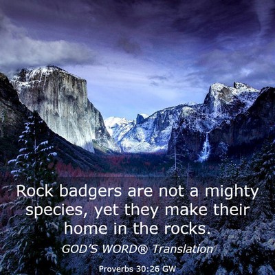 Picture 03 - Proverbs 30:26 GW - Rock badgers are not a mighty species, yet they - Bible Verse Picture