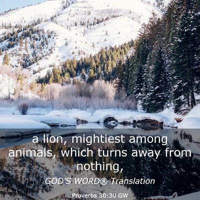 Picture 03 - Proverbs 30:30 GW - a lion, mightiest among animals, which turns away - Bible Verse Picture