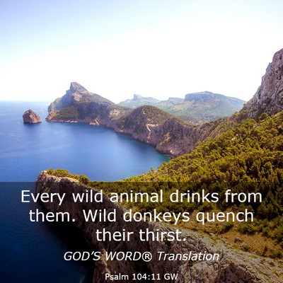 Picture 03 - Psalm 104:11 GW - Every wild animal drinks from them. Wild donkeys - Bible Verse Picture