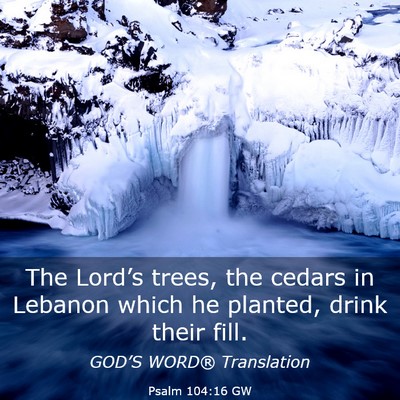 Picture 03 - Psalm 104:16 GW - The Lord’s trees, the cedars in Lebanon which - Bible Verse Picture