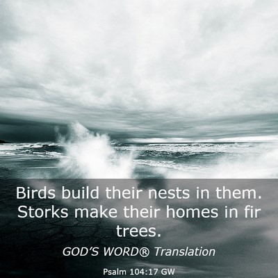 Picture 03 - Psalm 104:17 GW - Birds build their nests in them. Storks make - Bible Verse Picture