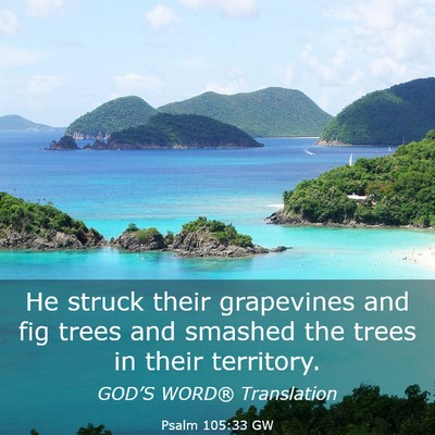 Picture 03 - Psalm 105:33 GW - He struck their grapevines and fig trees and - Bible Verse Picture