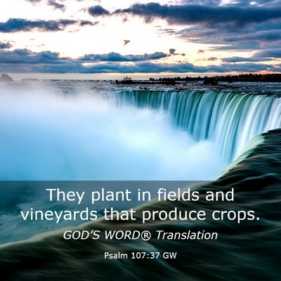 Picture 03 - Psalm 107:37 GW - They plant in fields and vineyards that produce - Bible Verse Picture