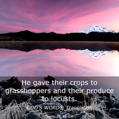 Picture 03 - Psalm 78:46 GW - He gave their crops to grasshoppers and their - Bible Verse Picture