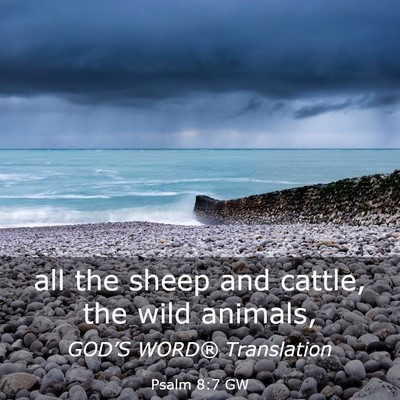 Picture 03 - Psalm 8:7 GW - all the sheep and cattle, the wild - Bible Verse Picture