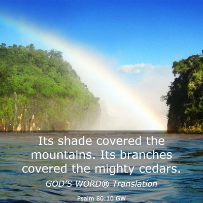 Picture 03 - Psalm 80:10 GW - Its shade covered the mountains. Its branches - Bible Verse Picture