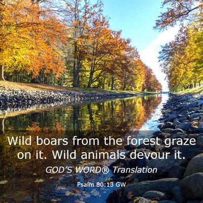 Picture 03 - Psalm 80:13 GW - Wild boars from the forest graze on it. Wild - Bible Verse Picture