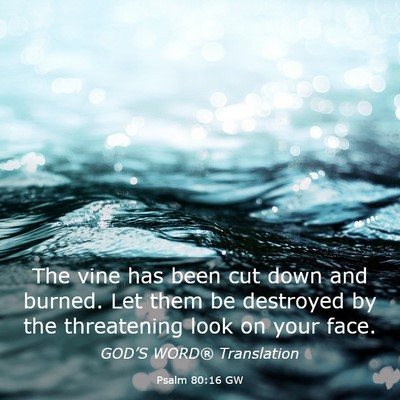 Picture 03 - Psalm 80:16 GW - The vine has been cut down and burned. Let them - Bible Verse Picture