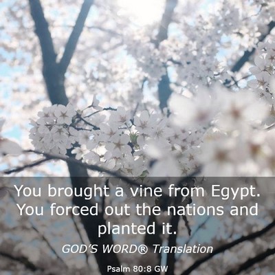 Picture 03 - Psalm 80:8 GW - You brought a vine from Egypt. You forced out the - Bible Verse Picture