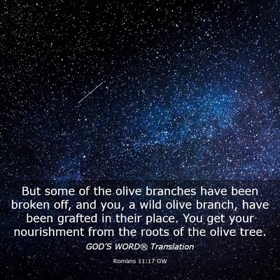 Picture 03 - Romans 11:17 GW - But some of the olive branches have been broken - Bible Verse Picture