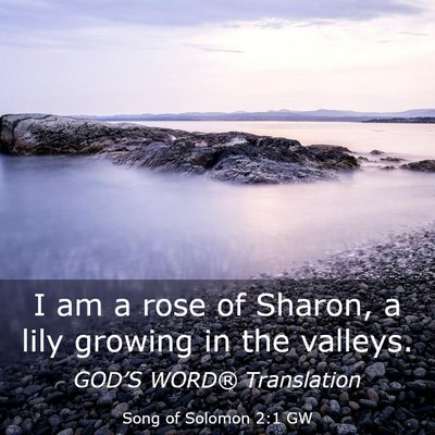 Picture 03 - Song of Solomon 2:1 GW - I am a rose of Sharon, a lily growing in the - Bible Verse Picture