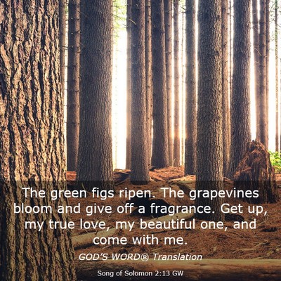 Picture 03 - Song of Solomon 2:13 GW - The green figs ripen. The grapevines bloom and - Bible Verse Picture