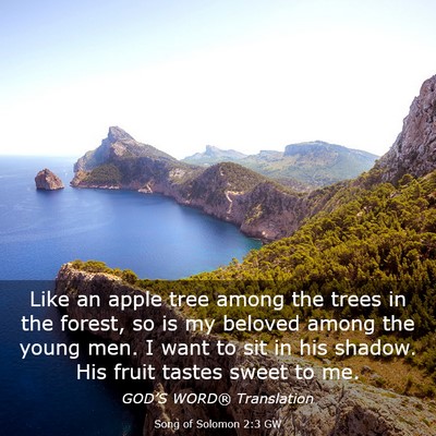 Picture 03 - Song of Solomon 2:3 GW - Like an apple tree among the trees in the forest, - Bible Verse Picture