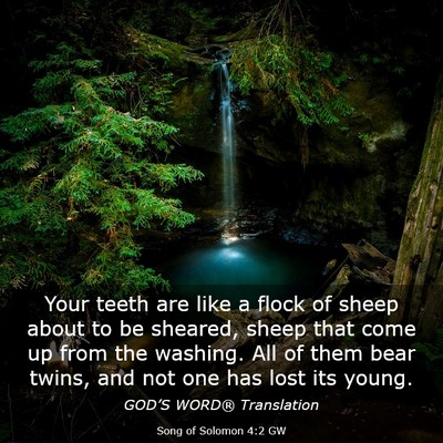 Picture 03 - Song of Solomon 4:2 GW - Your teeth are like a flock of sheep about to be - Bible Verse Picture