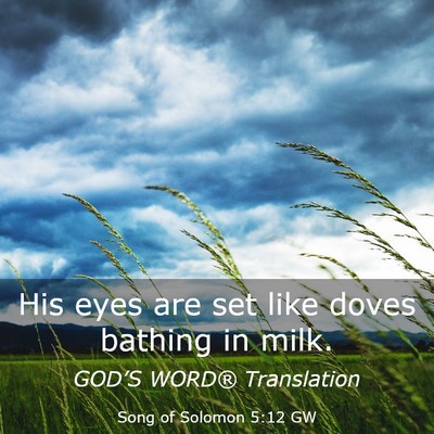 Picture 03 - Song of Solomon 5:12 GW - His eyes are set like doves bathing in - Bible Verse Picture