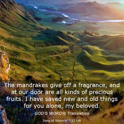 Picture 03 - Song of Solomon 7:13 GW - The mandrakes give off a fragrance, and at our - Bible Verse Picture