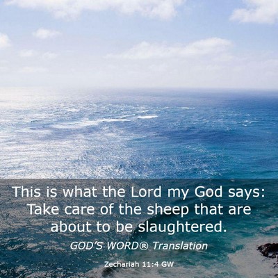 Picture 03 - Zechariah 11:4 GW - This is what the Lord my God says: Take care of - Bible Verse Picture
