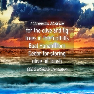 Picture 04 - 1 Chronicles 27:28 GW - for the olive and fig trees in the foothills Baal - Bible Verse Picture