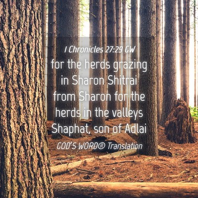 Picture 04 - 1 Chronicles 27:29 GW - for the herds grazing in Sharon Shitrai from - Bible Verse Picture