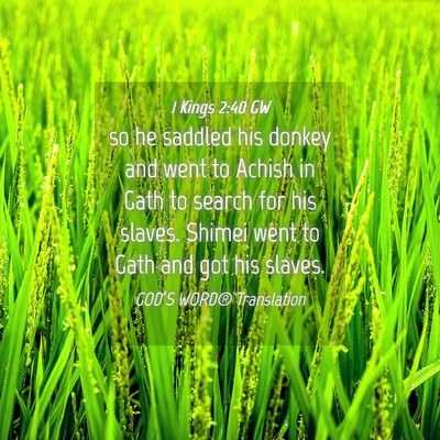 Picture 04 - 1 Kings 2:40 GW - so he saddled his donkey and went to Achish in - Bible Verse Picture