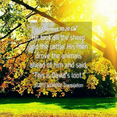Picture 04 - 1 Samuel 30:20 GW - He took all the sheep and the cattle. His men - Bible Verse Picture