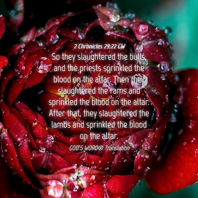 Picture 04 - 2 Chronicles 29:22 GW - So they slaughtered the bulls, and the priests - Bible Verse Picture