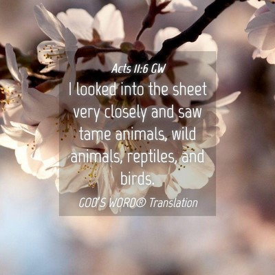 Picture 04 - Acts 11:6 GW - I looked into the sheet very closely and saw tame - Bible Verse Picture