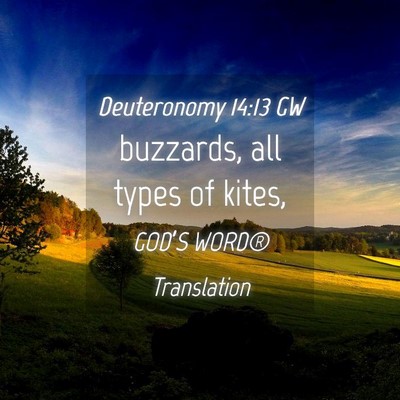 Picture 04 - Deuteronomy 14:13 GW - buzzards, all types of - Bible Verse Picture