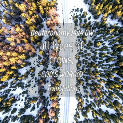 Picture 04 - Deuteronomy 14:14 GW - all types of - Bible Verse Picture