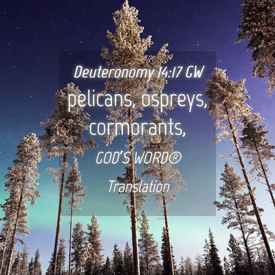 Picture 04 - Deuteronomy 14:17 GW - pelicans, ospreys, - Bible Verse Picture