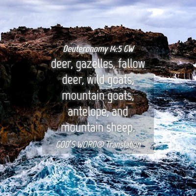 Picture 04 - Deuteronomy 14:5 GW - deer, gazelles, fallow deer, wild goats, mountain - Bible Verse Picture