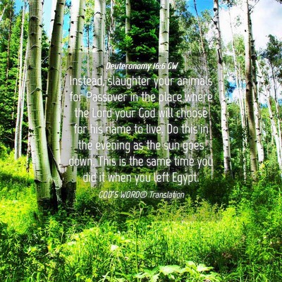 Picture 04 - Deuteronomy 16:6 GW - Instead, slaughter your animals for Passover in - Bible Verse Picture