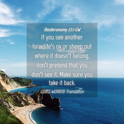 Picture 04 - Deuteronomy 22:1 GW - If you see another Israelite’s ox or sheep out - Bible Verse Picture