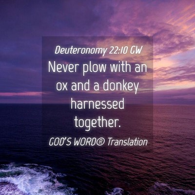 Picture 04 - Deuteronomy 22:10 GW - Never plow with an ox and a donkey harnessed - Bible Verse Picture