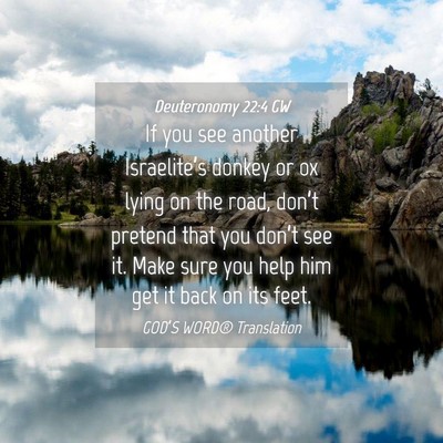 Picture 04 - Deuteronomy 22:4 GW - If you see another Israelite’s donkey or ox - Bible Verse Picture