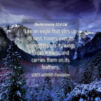 Picture 04 - Deuteronomy 32:11 GW - Like an eagle that stirs up its nest, hovers over - Bible Verse Picture
