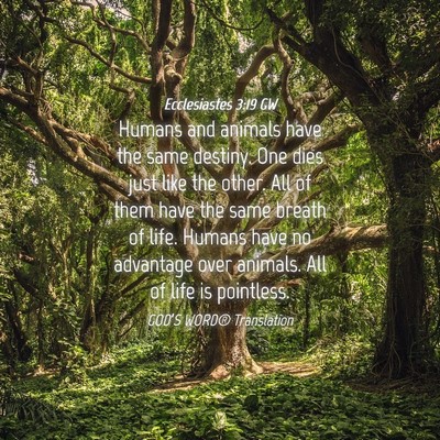 Picture 04 - Ecclesiastes 3:19 GW - Humans and animals have the same destiny. One - Bible Verse Picture