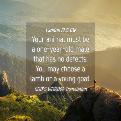 Picture 04 - Exodus 12:5 GW - Your animal must be a one-year-old male that has - Bible Verse Picture