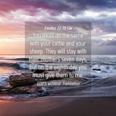 Picture 04 - Exodus 22:30 GW - You must do the same with your cattle and your - Bible Verse Picture