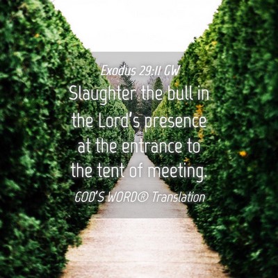 Picture 04 - Exodus 29:11 GW - Slaughter the bull in the Lord’s presence at - Bible Verse Picture