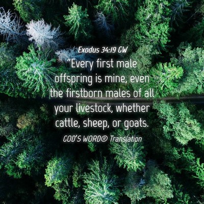 Picture 04 - Exodus 34:19 GW - “Every first male offspring is mine, even the - Bible Verse Picture