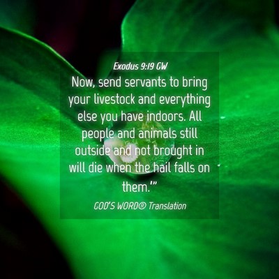 Picture 04 - Exodus 9:19 GW - Now, send servants to bring your livestock and - Bible Verse Picture