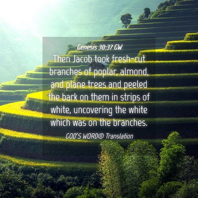 Picture 04 - Genesis 30:37 GW - Then Jacob took fresh-cut branches of poplar, - Bible Verse Picture