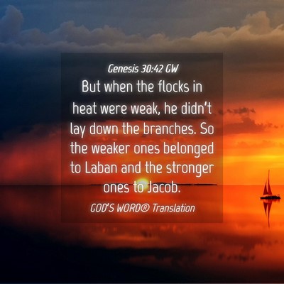 Picture 04 - Genesis 30:42 GW - But when the flocks in heat were weak, he - Bible Verse Picture