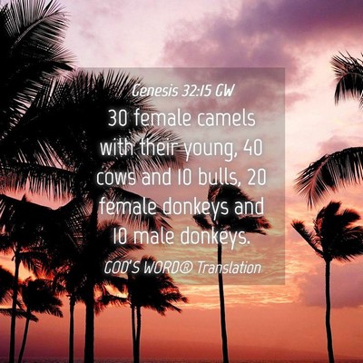 Picture 04 - Genesis 32:15 GW - 30 female camels with their young, 40 cows and 10 - Bible Verse Picture