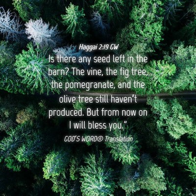 Picture 04 - Haggai 2:19 GW - Is there any seed left in the barn? The vine, the - Bible Verse Picture