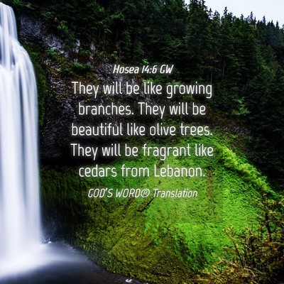 Picture 04 - Hosea 14:6 GW - They will be like growing branches. They will be - Bible Verse Picture