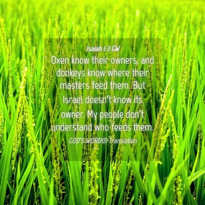 Picture 04 - Isaiah 1:3 GW - Oxen know their owners, and donkeys know where - Bible Verse Picture